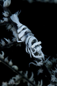 Actual Color (or lack of color).  This shrimp and its hos... by Richard Witmer 